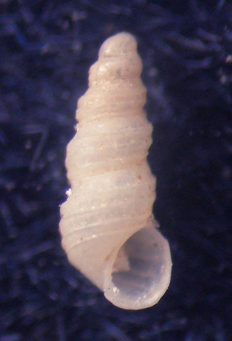 Aclis verduini